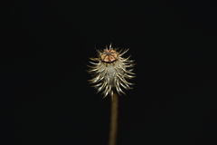 Papaver hybridum