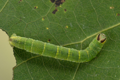 Lomaspilis marginata