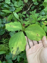 Trillium catesbaei
