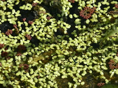 Ischnura capreolus