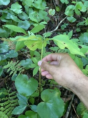 Trillium catesbaei