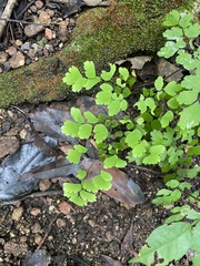 Adiantum capillus-veneris