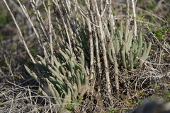 Dudleya edulis