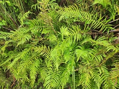 Thelypteris palustris pubescens