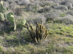 Bergerocactus emoryi