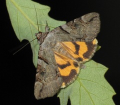 Catocala hymenaea