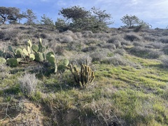 Bergerocactus emoryi