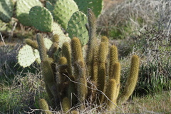 Bergerocactus emoryi
