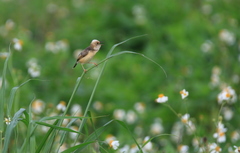 Cisticola exilis volitans