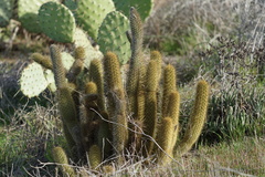 Bergerocactus emoryi