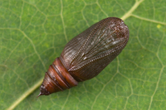 Lomaspilis marginata