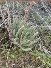 Dudleya edulis