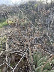 Dudleya edulis