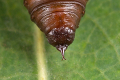 Lomaspilis marginata
