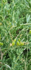 Nitraria billardierei