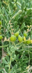 Nitraria billardierei
