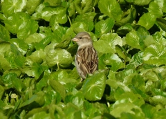 Passer montanus montanus