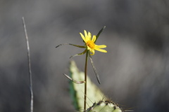 Leptosyne maritima