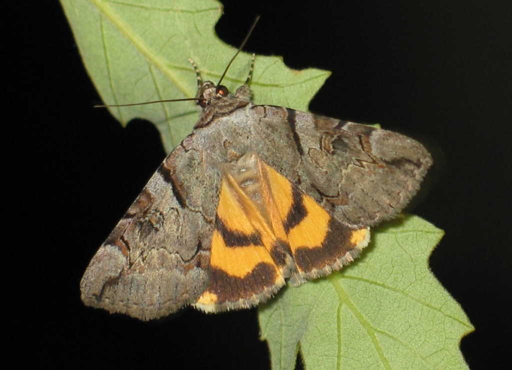 Catocala hymenaea (Catocala hymenaea)