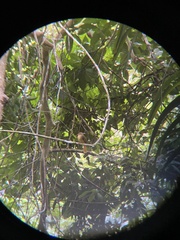 Onychorhynchus coronatus