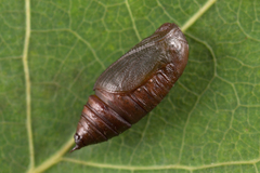 Lomaspilis marginata