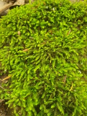 Fissidens