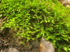 Fissidens