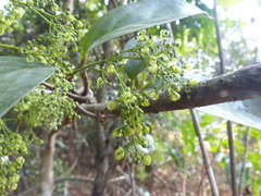 Reissantia grahamii