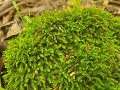 Fissidens