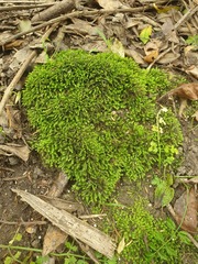 Fissidens
