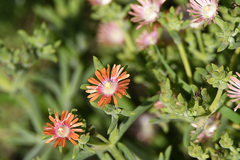 Delosperma testaceum