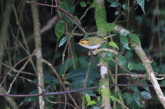 Abroscopus albogularis