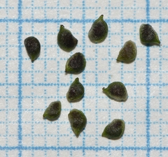 Ranunculus trichophyllus