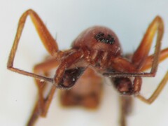 Castianeira trilineata