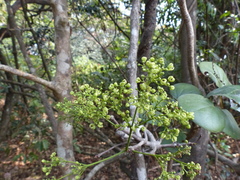 Reissantia grahamii