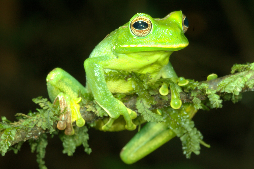 Pastaza Marsupial Frog