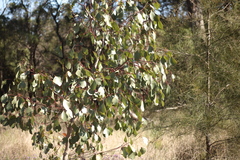 Eucalyptus populnea