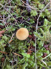 Cystoderma amianthinum