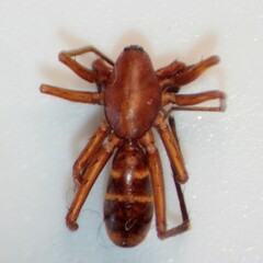 Castianeira trilineata