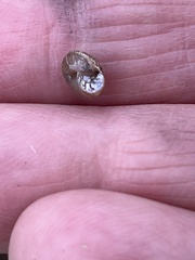 Xerotricha conspurcata