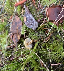 Cystoderma amianthinum