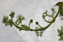 Ranunculus trichophyllus