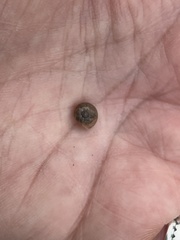 Xerotricha conspurcata