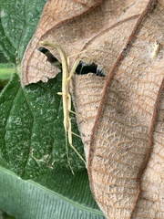 Libethra