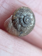 Xerotricha conspurcata