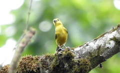Euphonia