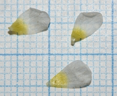 Ranunculus trichophyllus