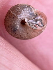 Xerotricha conspurcata