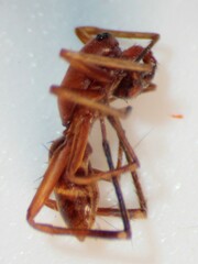 Castianeira trilineata