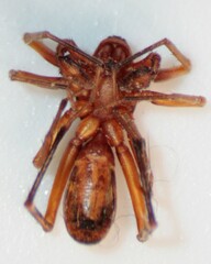 Castianeira trilineata